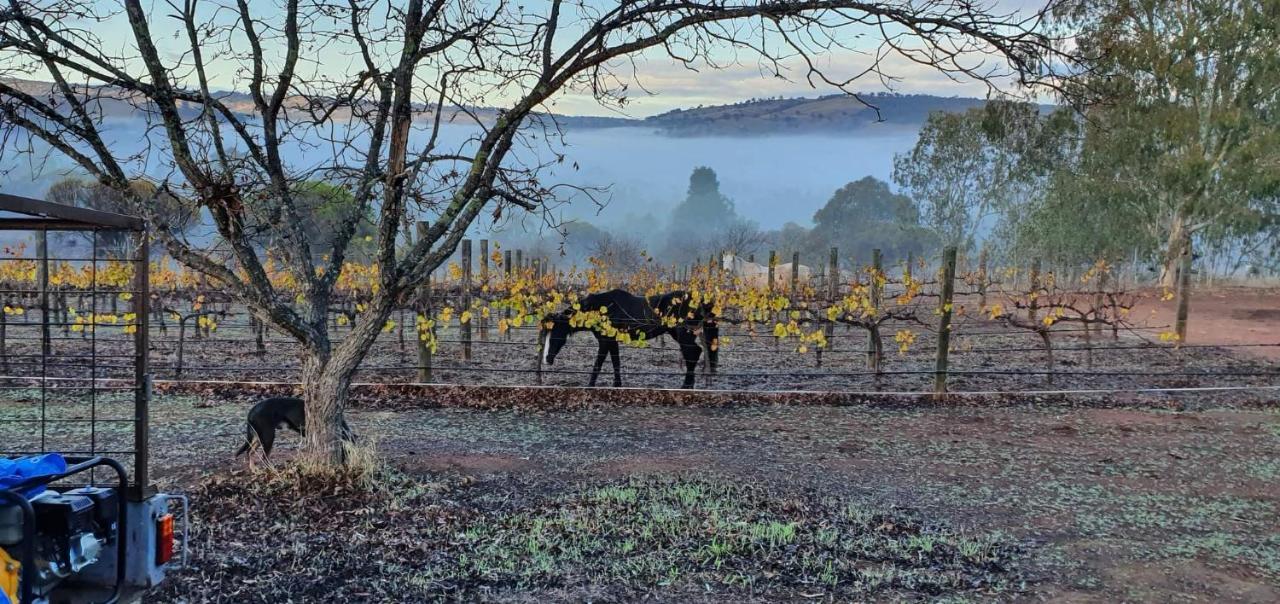 Pecan Hill Bnb Toodyay Εξωτερικό φωτογραφία